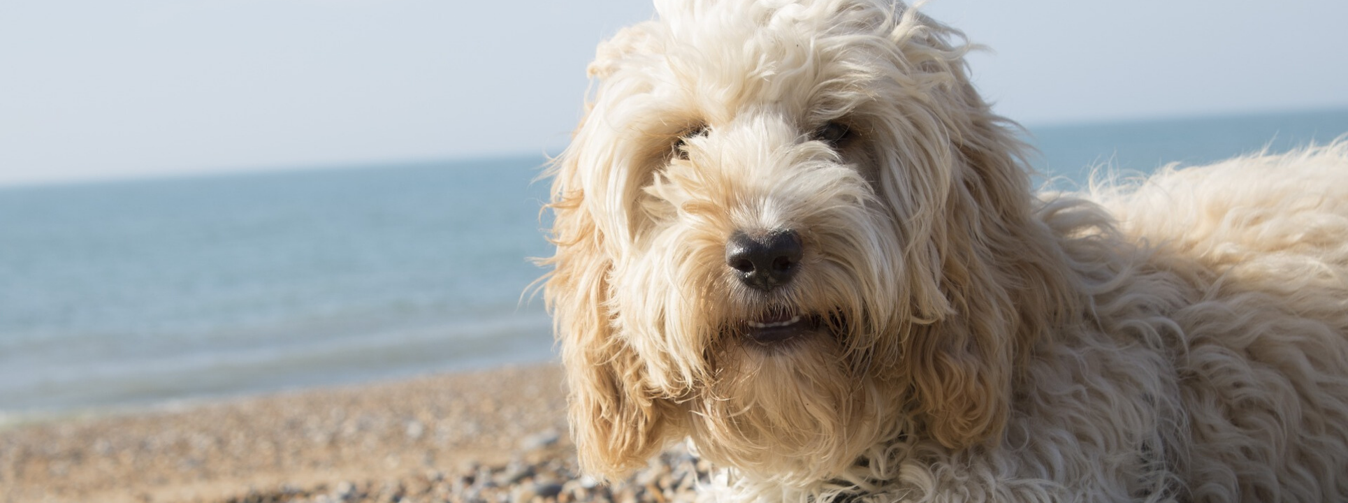 Lower Curscombe Barns - Dog Friendly holiday devon Lower Curscombe Barns - Dog Friendly holiday devon